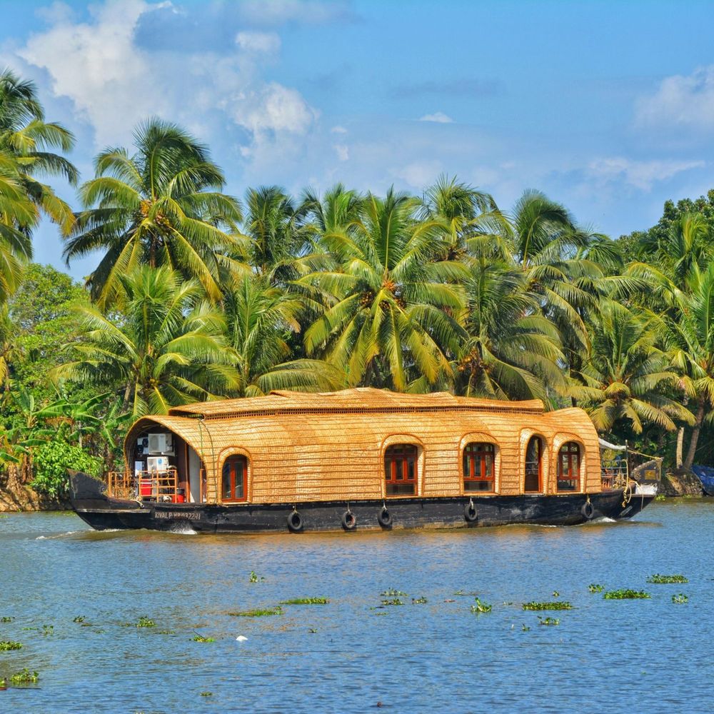 A thatched houseboat passing a dense line of coconut palms